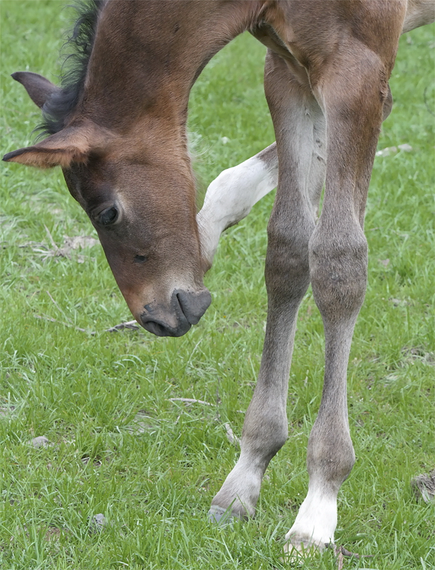 Tiere Holland 6 - 2013 _SAM_2026 als Smart-Objekt-1 Kopie.jpg - Fohlen beim Kratzen